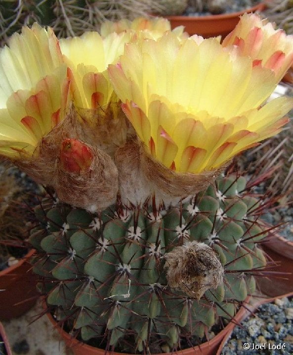 Notocactus buiningii ©JLcoll.3396